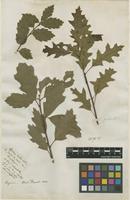 Filed as Quercus rubra L. [family FAGACEAE]