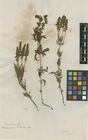 Filed as Veronica multifida L. [family PLANTAGINACEAE]