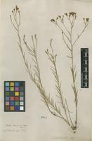 Filed as Linum tenuifolium L. [family LINACEAE]
