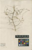 Filed as Asparagus racemosus Willd. [family ASPARAGACEAE]