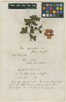 Filed as Rosa spinosissima L. [family ROSACEAE]