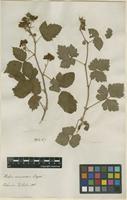 Filed as Rubus nemorosus Hayne & Willd. [family ROSACEAE]