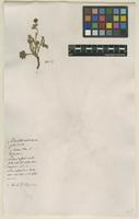 Filed as Potentilla canadensis L. [family ROSACEAE]
