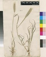 Filed as Hordeum murinum L. [family POACEAE]