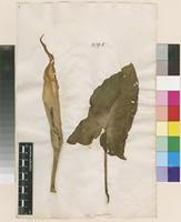 Lectotype of Arum maculatum L. [family ARACEAE]