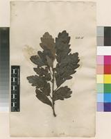 Lectotype of Quercus esculus L. [family FAGACEAE]