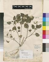 Lectotype of Solanum nigrum L. var. nigrum L. [family SOLANACEAE]