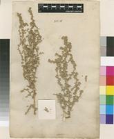 Lectotype of Salsola polyclonos L. [family AMARANTHACEAE]