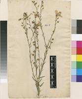 Lectotype of Linum perenne L. [family LINACEAE]
