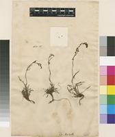 Filed as Rumex acetosella L. [family POLYGONACEAE]