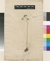 Lectotype of Saxifraga cuneifolia L. [family SAXIFRAGACEAE]