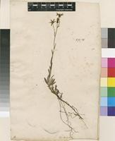 Lectotype of Saxifraga hirculus L. [family SAXIFRAGACEAE]