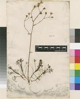 Filed as Saxifraga hypnoides L. [family SAXIFRAGACEAE]