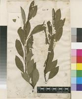 Filed as Prunus pumila L. [family ROSACEAE]