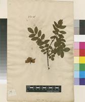 Lectotype of Rosa alpina L. [family ROSACEAE]