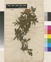 Type of Rosa cinnamomea L. [family ROSACEAE]