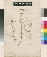 Lectotype of Vicia peregrina L. [family FABACEAE]