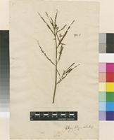 Filed as Aeschynomene indica L. [family FABACEAE]