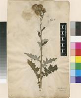 Filed as Carduus crispus L. [family ASTERACEAE]
