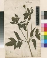 Lectotype of Bidens pilosa L. var. pilosa L. [family COMPOSITAE]