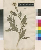 Lectotype of Senecio arabicus L. [family ASTERACEAE]