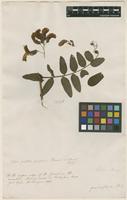 Filed as Vicia grandiflora Scop. [family FABACEAE]