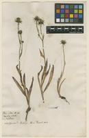 Filed as Hieracium villosum Jacq. [family ASTERACEAE]