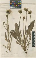 Filed as Hieracium villosum Jacq. [family ASTERACEAE]