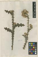 Filed as Carduus tenuiflorus Curtis [family ASTERACEAE]