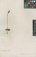 Filed as Disperis indet. [family ORCHIDACEAE]