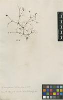 Filed as Galium tenuissimum M.Bieb. [family RUBIACEAE]
