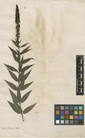 Filed as Veronica longifolia L. [family PLANTAGINACEAE]