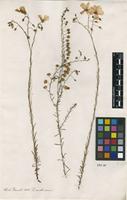 Filed as Linum austriacum L. [family LINACEAE]
