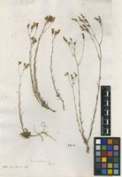 Filed as Linum tenuifolium L. [family LINACEAE]