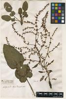 Filed as Rumex pulcher L. [family POLYGONACEAE]