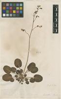 Filed as Saxifraga hirsuta L. [family SAXIFRAGACEAE]
