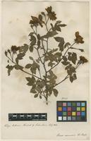 Filed as Rosa arvensis Huds. [family ROSACEAE]