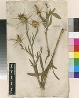 Filed as Centaurea verutum L. [family ASTERACEAE]