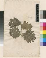 Filed as Quercus cerris L. [family FAGACEAE]