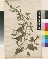 Lectotype of Atriplex patula L. [family AMARANTHACEAE]