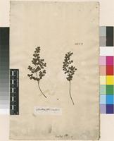 Lectotype of Adiantum capillus-veneris L. [family PTERIDACEAE]