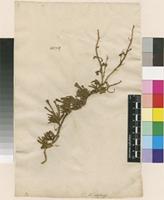 Lectotype of Lycopodium alpinum L. [family LYCOPODIACEAE]