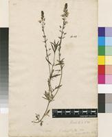 Filed as Veronica austriaca L. [family PLANTAGINACEAE]