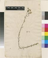 Filed as Linum perenne L. [family LINACEAE]