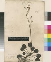 Lectotype of Saxifraga geum L. [family SAXIFRAGACEAE]
