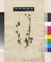Lectotype of Potentilla hirta L. [family ROSACEAE]