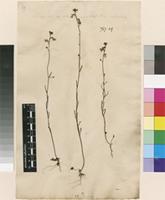 Lectotype of Antirrhinum canadense L. [family PLANTAGINACEAE]