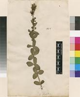 Lectotype of Antirrhinum triphyllum L. [family PLANTAGINACEAE]