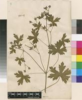 Lectotype of Geranium bohemicum L. [family GERANIACEAE]
