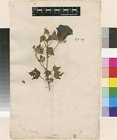Filed as Hibiscus surattensis L. [family MALVACEAE]